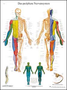 Lehrtafel - Das periphere Nervensystem Lehrtafel - Das periphere Nervensystem