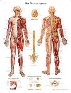Lehrtafel - Das Nervensystem Lehrtafel - Das Nervensystem