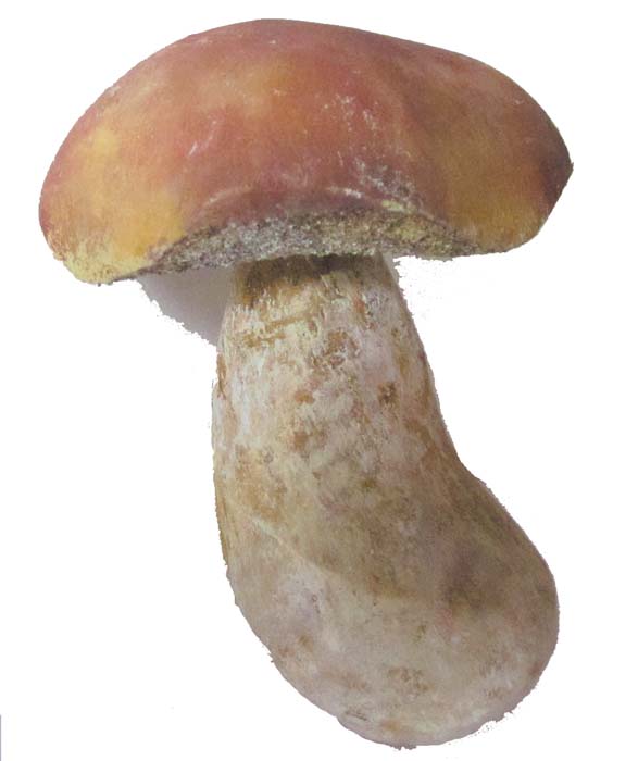 Pilzmodell - Steinpilz Pilzmodell - Steinpilz
