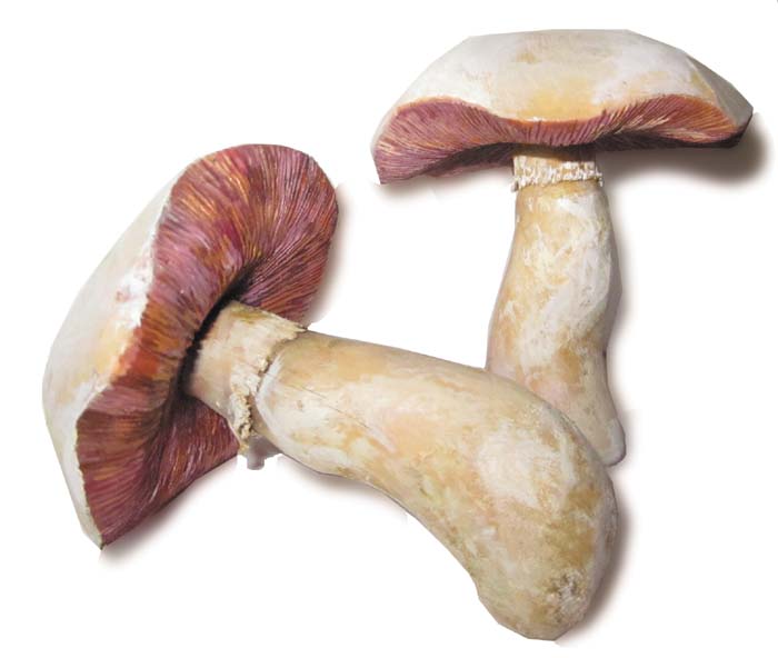 Pilzmodell - Wiesenchampion Pilzmodell - Wiesenchampion