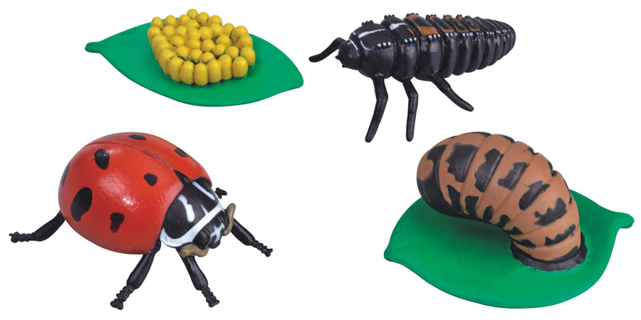 Lebenszyklus-Figuren: Marienkäfer Lebenszyklus-Figuren: Marienkäfer