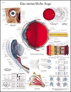 Lehrtafel - Das menschliche Auge Lehrtafel - Das menschliche Auge