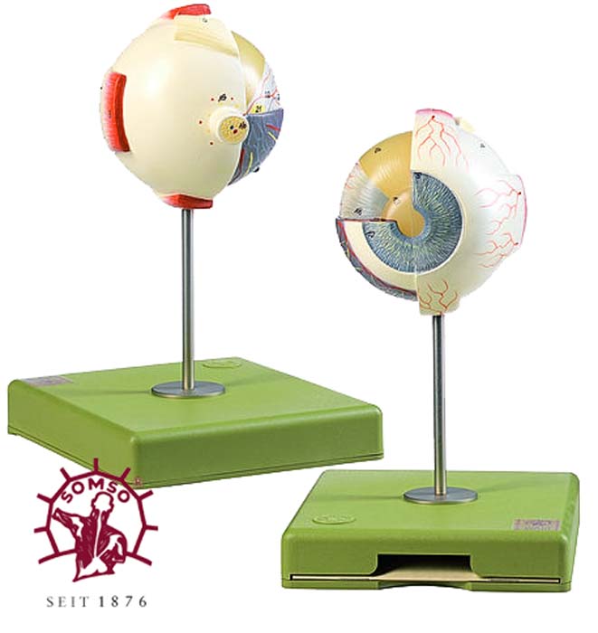 Augapfel Augapfel