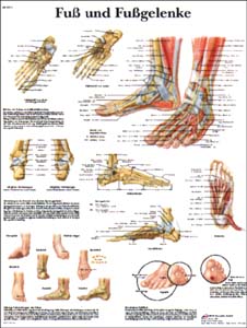 Lehrtafel - Fuß und Fußgelenke Lehrtafel - Fuß und Fußgelenke