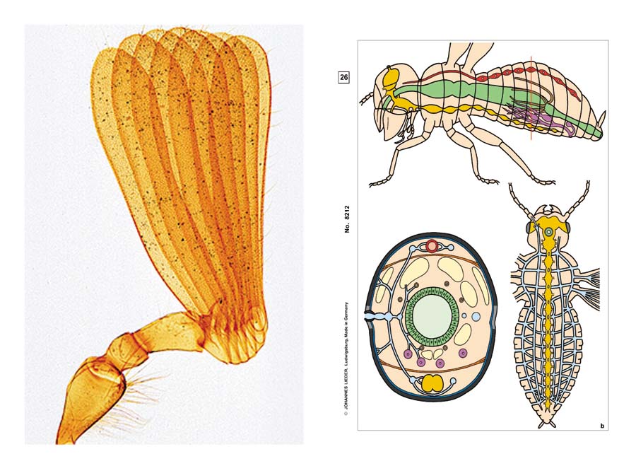 Präparate - Insekten Präparate - Insekten