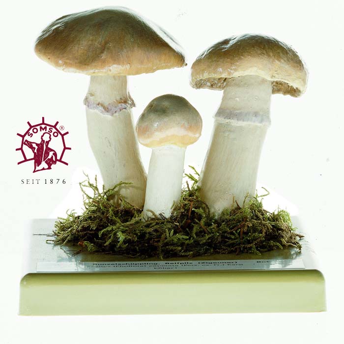 Pilzmodell - Reifpilz, Zigeuner Pilzmodell - Reifpilz, Zigeuner