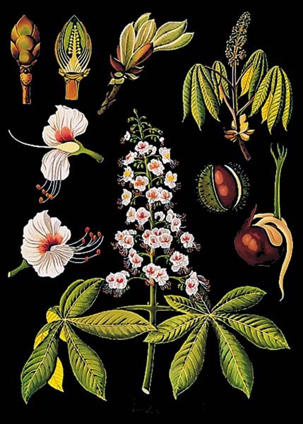 Lehrtafel - Roßkastanie Lehrtafel - Roßkastanie