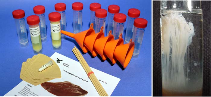 DNA-Extraktion aus der Leber DNA-Extraktion aus der Leber