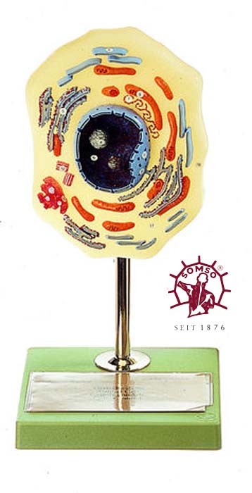 Tierische Zelle Tierische Zelle