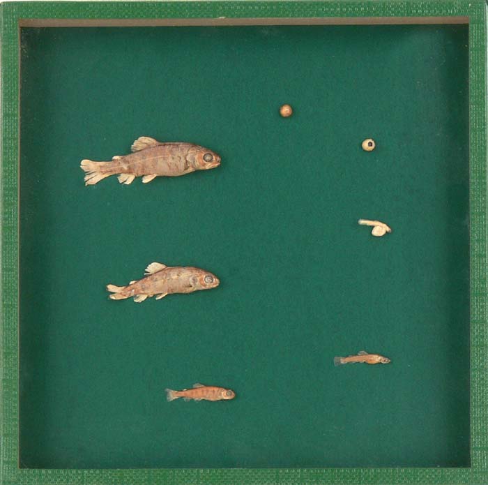 Schaukasten - Forelle Schaukasten - Forelle