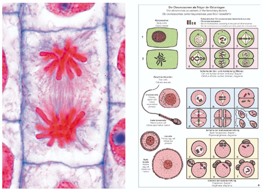 Präparate - Mitose und Meiose (Zellteilung) Präparate - Mitose und Meiose (Zellteilung)