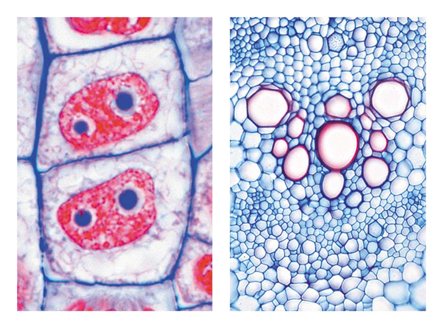 Präparate - Die Pflanzenzelle (Cytologie) Präparate - Die Pflanzenzelle (Cytologie)