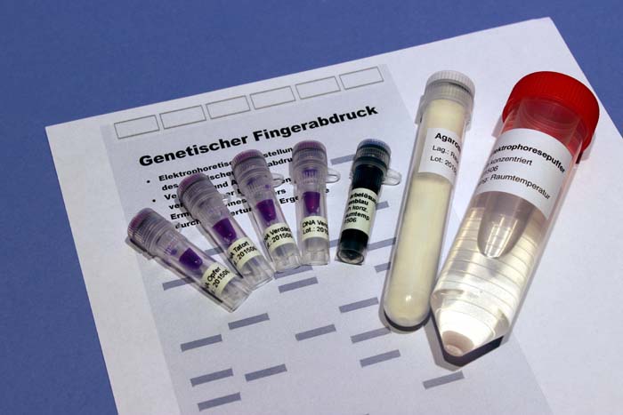 Genetischer Fingerabdruck (DNA-Fingerprint) Genetischer Fingerabdruck (DNA-Fingerprint)