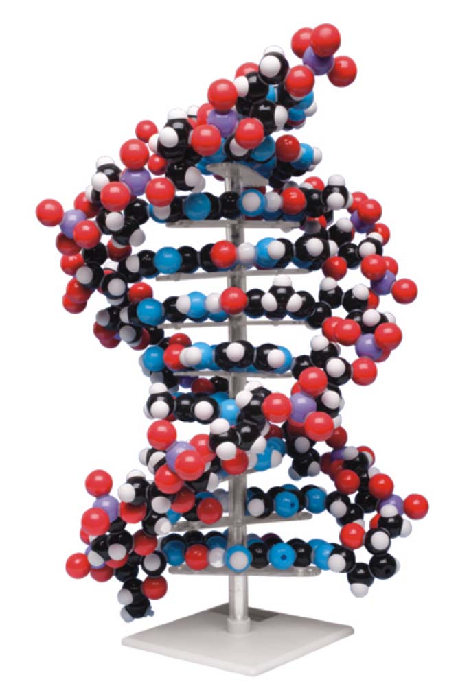 Riesen DNA Modell Riesen DNA Modell
