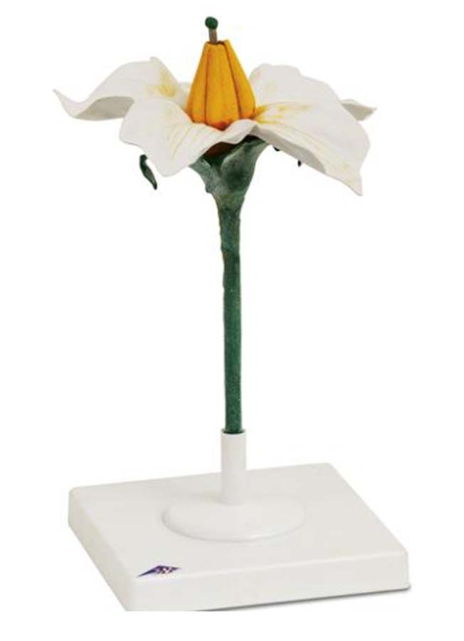 Kartoffelblüte Kartoffelblüte