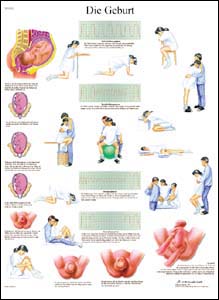 Lehrtafel - Geburt Lehrtafel - Geburt