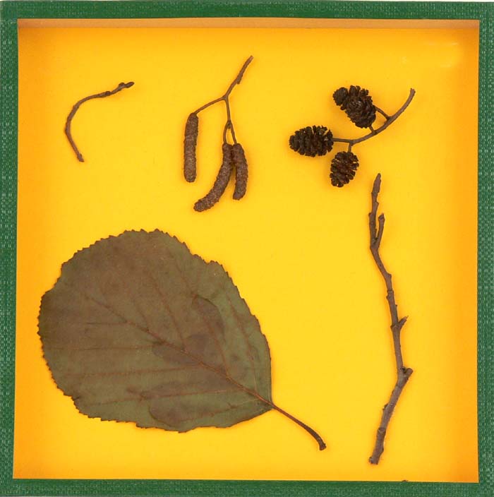 Schaukasten - Erle Schaukasten - Erle