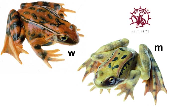 Grasfrosch - Tierpräparat Grasfrosch - Tierpräparat