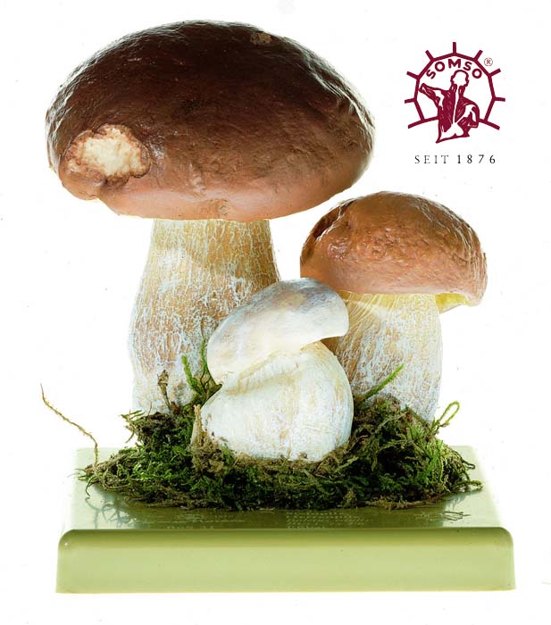Pilzmodell - Steinpilz, Herrenpilz Pilzmodell - Steinpilz, Herrenpilz