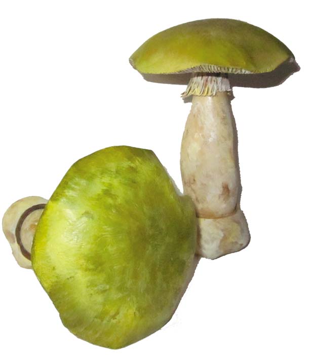 Pilzmodell - Grüner Knollenblätterpilz Pilzmodell - Grüner Knollenblätterpilz