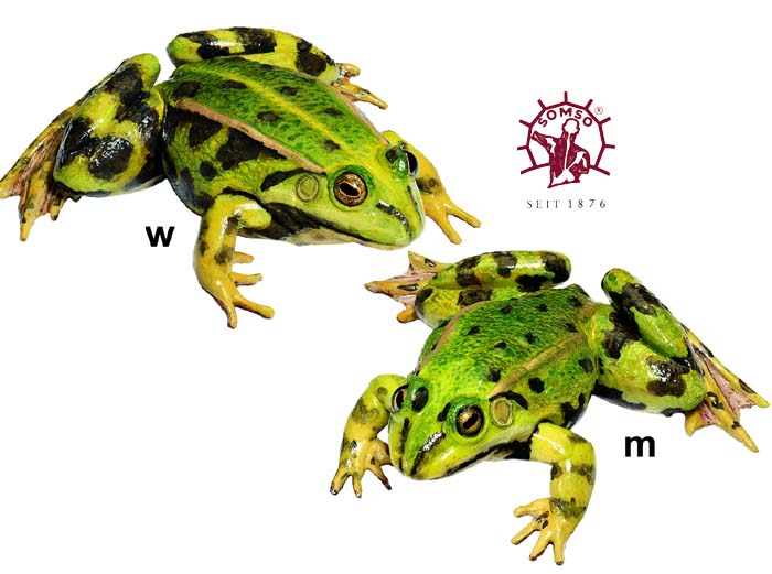 Wasserfrosch - Tierplastik Wasserfrosch - Tierplastik