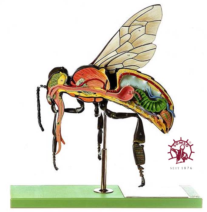 Arbeitsbiene Arbeitsbiene