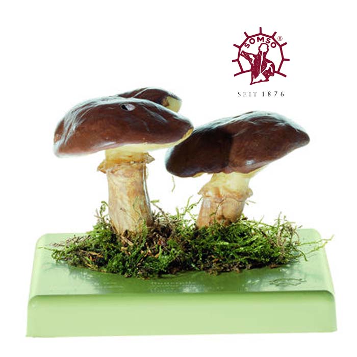 Pilzmodell - Butterpilz Pilzmodell - Butterpilz