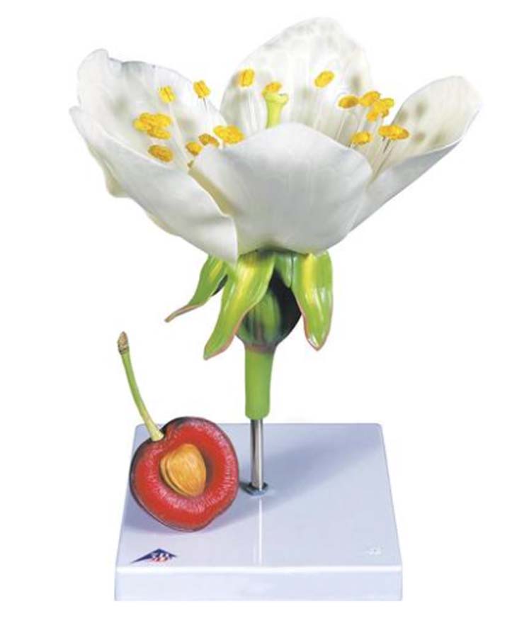 Kirschblüte mit Frucht Kirschblüte mit Frucht