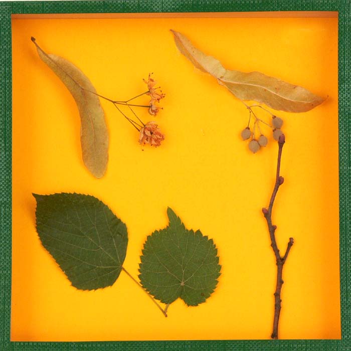 Schaukasten - Linde Schaukasten - Linde