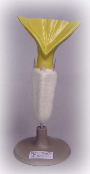 Sonnenblume, Scheiben-und Randblüte - Pflanzenmodell Sonnenblume, Scheiben-und Randblüte - Pflanzenmodell