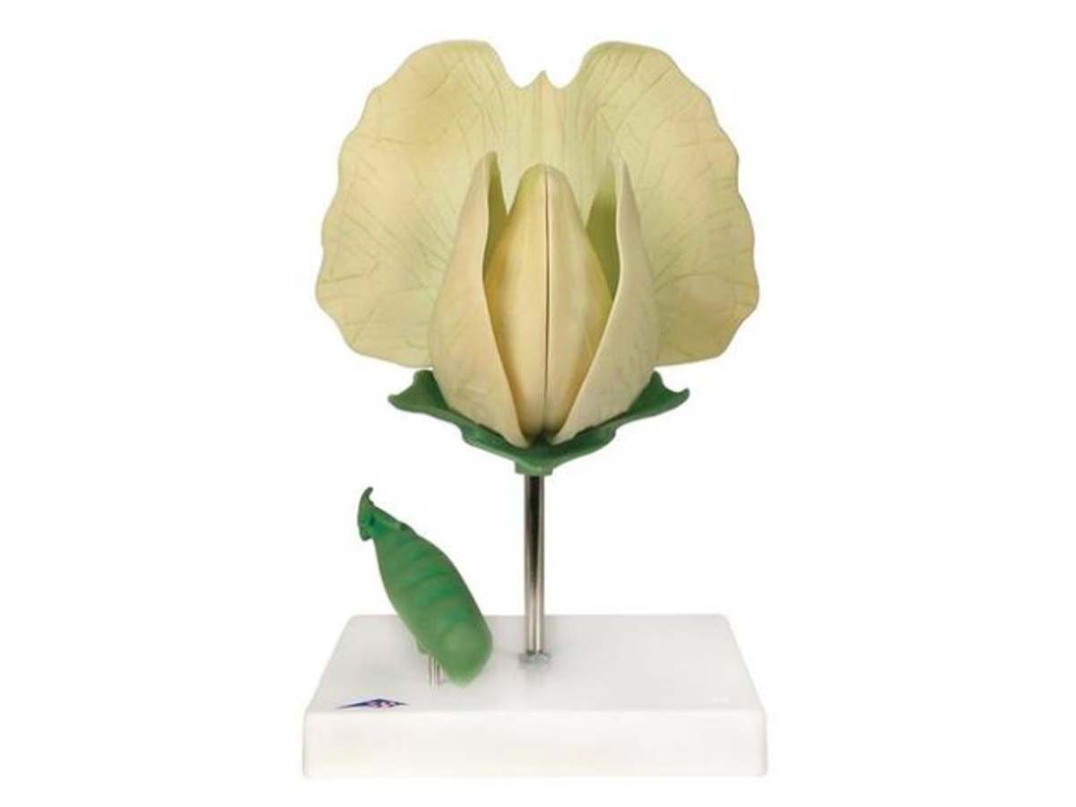 Erbsenblüte Erbsenblüte