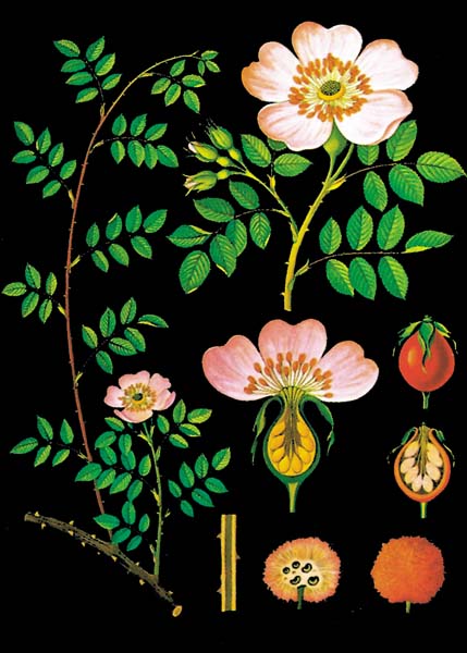 Lehrtafel - Heckenrose Lehrtafel - Heckenrose