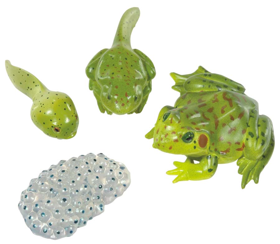 Lebenszyklus-Figuren: Frosch Lebenszyklus-Figuren: Frosch