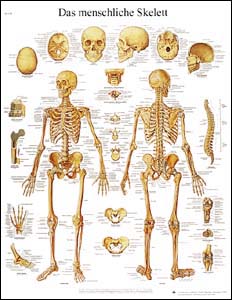Lehrtafel - Das menschliche Skelett Lehrtafel - Das menschliche Skelett