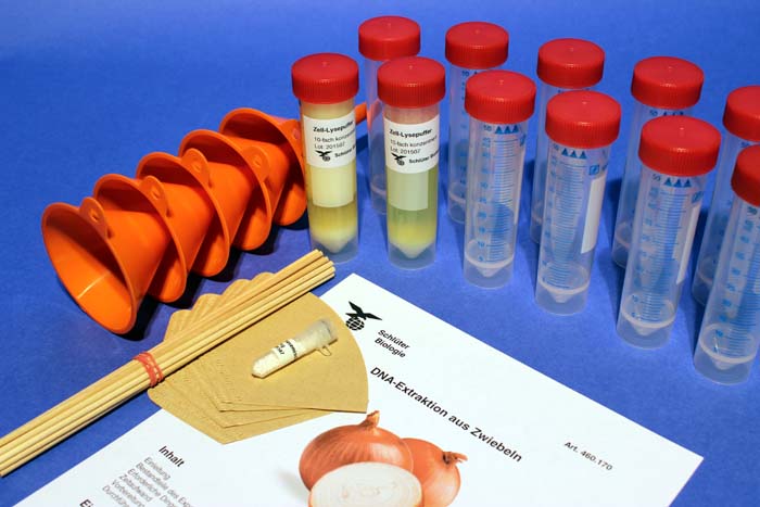 DNA-Extraktion aus der Zwiebel DNA-Extraktion aus der Zwiebel