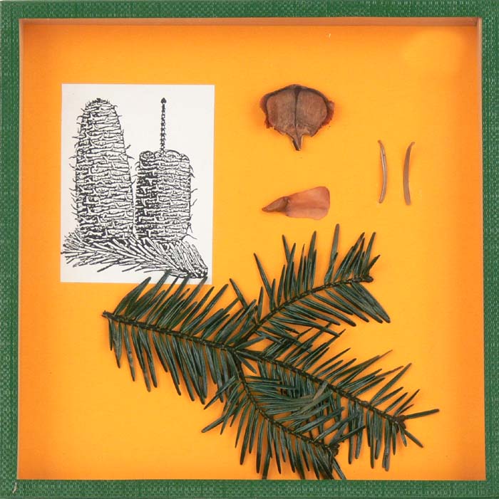 Schaukasten - Tanne Schaukasten - Tanne