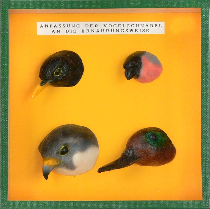 Schaukasten - Typische Vogelschnäbel Schaukasten - Typische Vogelschnäbel