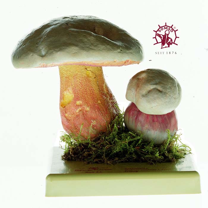 Pilzmodell - Satanspilz Pilzmodell - Satanspilz