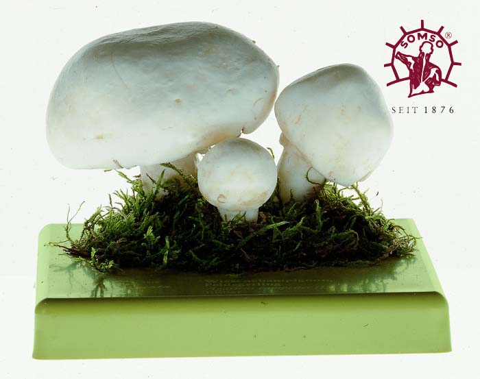 Pilzmodell - Wiesenchampignon, Feldegerling Pilzmodell - Wiesenchampignon, Feldegerling