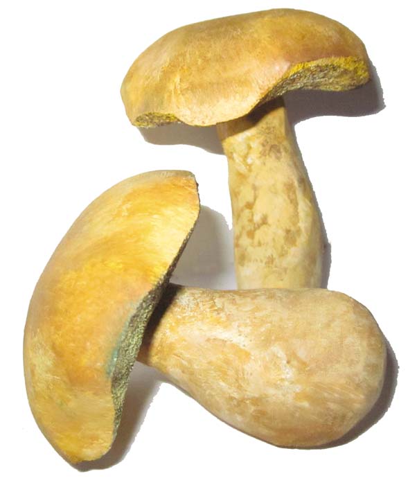Pilzmodell - Sandpilz Pilzmodell - Sandpilz