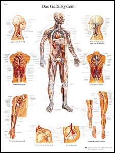 Lehrtafel - Das Gefäßsystem Lehrtafel - Das Gefäßsystem