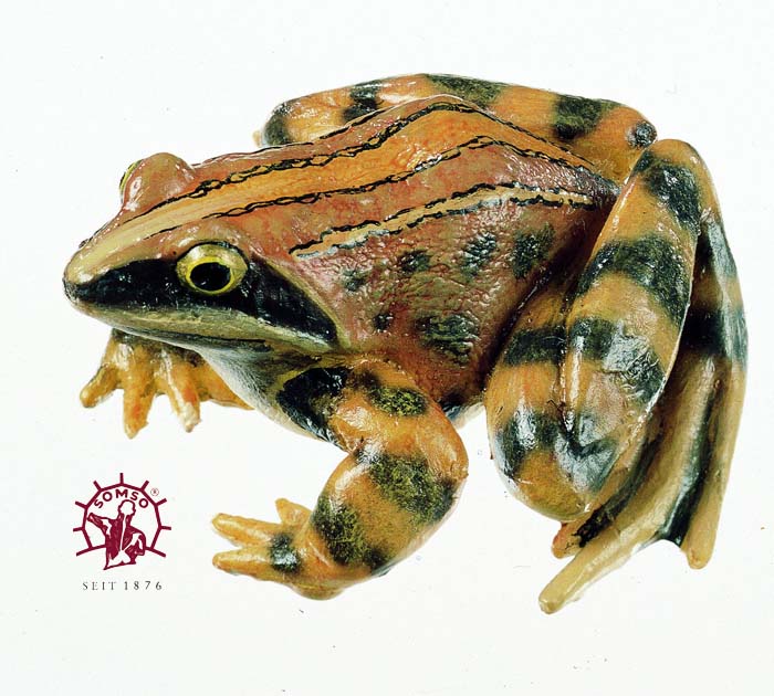 Moorfrosch - Tierplastik Moorfrosch - Tierplastik