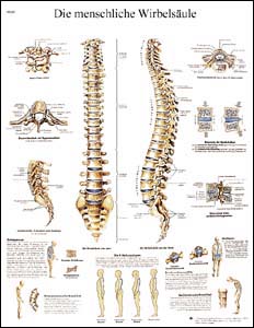 Lehrtafel - Die menschliche Wirbelsäule Lehrtafel - Die menschliche Wirbelsäule