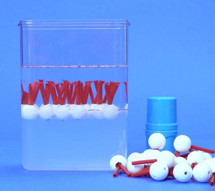 Biomembran-Modell Biomembran-Modell