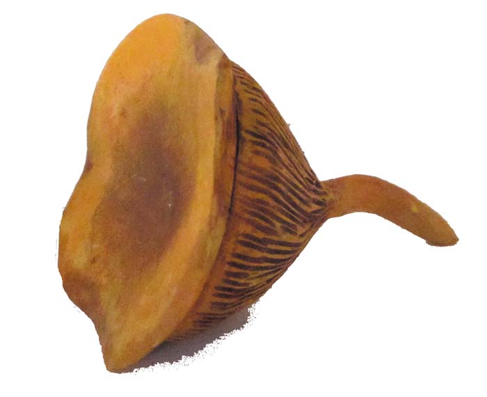 Pilzmodell - Falscher Pfifferling Pilzmodell - Falscher Pfifferling