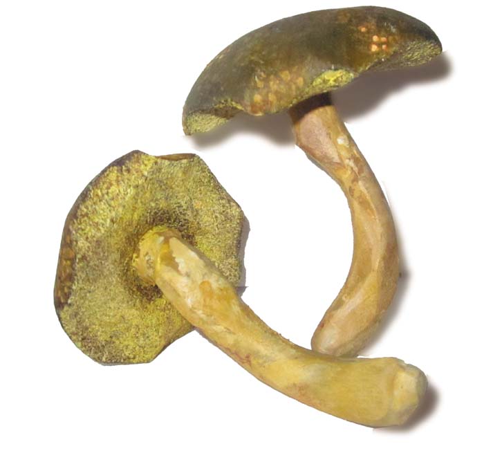 Pilzmodell - Ziegenlippe Pilzmodell - Ziegenlippe