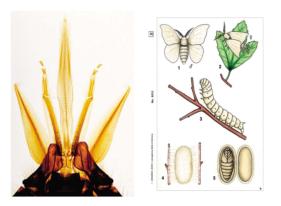 Präparate - Insekten Präparate - Insekten