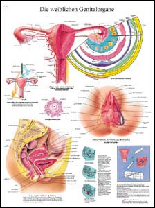 Lehrtafel - Die weiblichen Genitalorgane Lehrtafel - Die weiblichen Genitalorgane