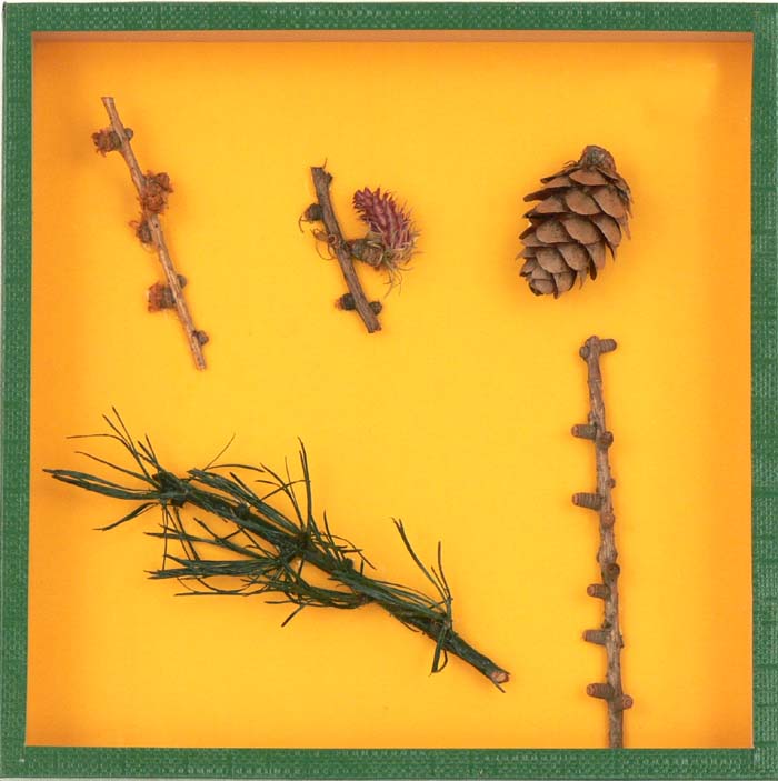 Schaukasten - Lärche Schaukasten - Lärche