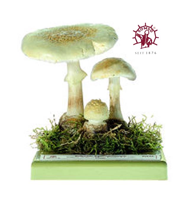 Pilzmodell - Gelber Knollenblätterpilz Pilzmodell - Gelber Knollenblätterpilz